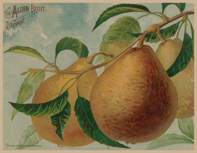 Pears by English School