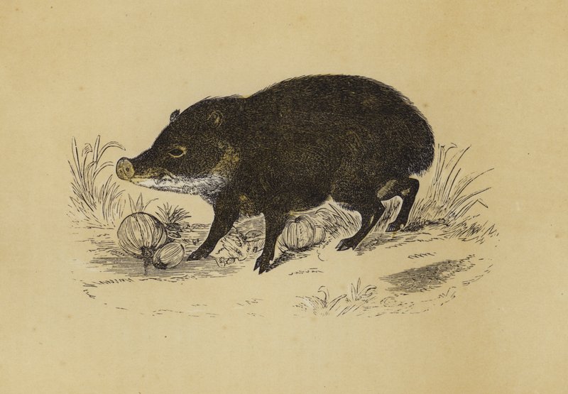 Peccary by English School