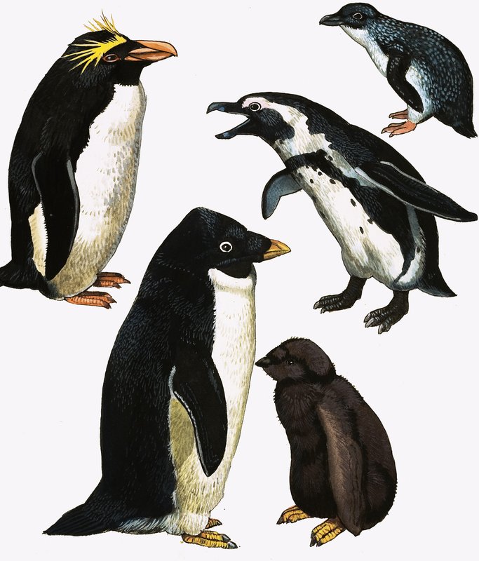 Penguins by English School