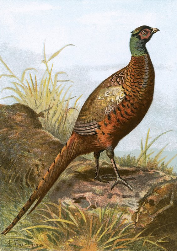 Pheasant by English School