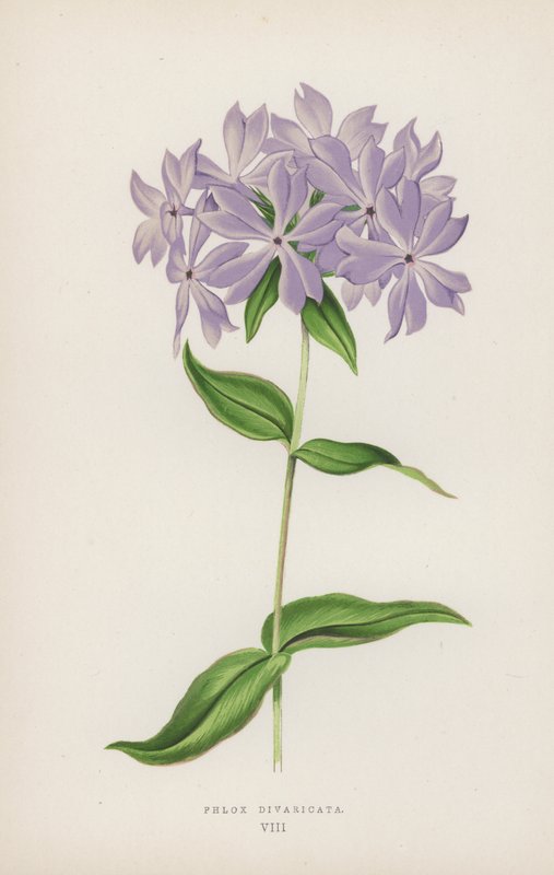 Phlox Divaricata by English School
