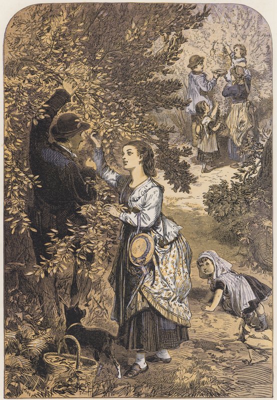 Picking Nuts by English School