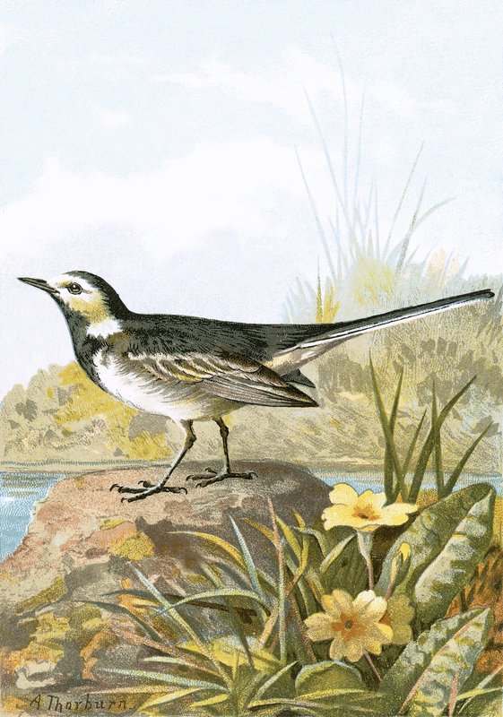 Pied Wagtail by English School