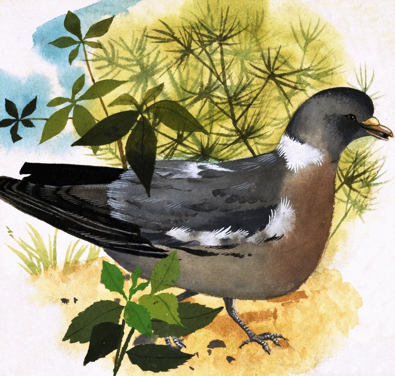 Pigeon by English School