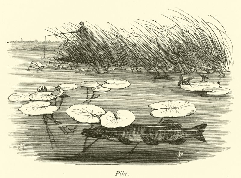 Pike by English School