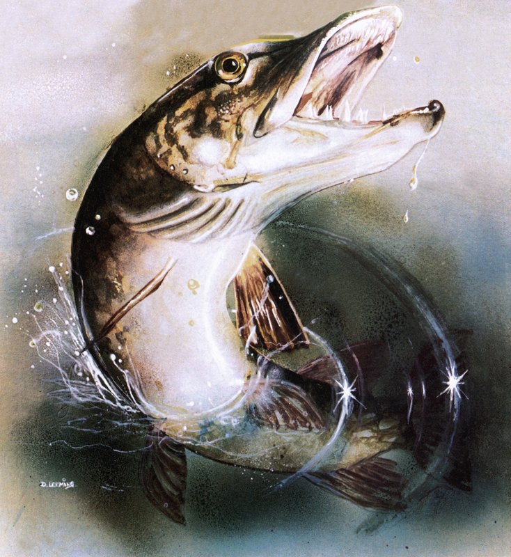 Pike leaping by English School