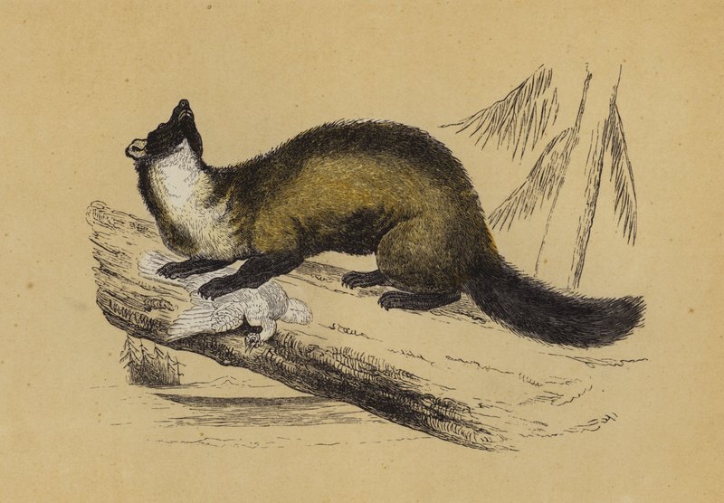 Pine Marten by English School