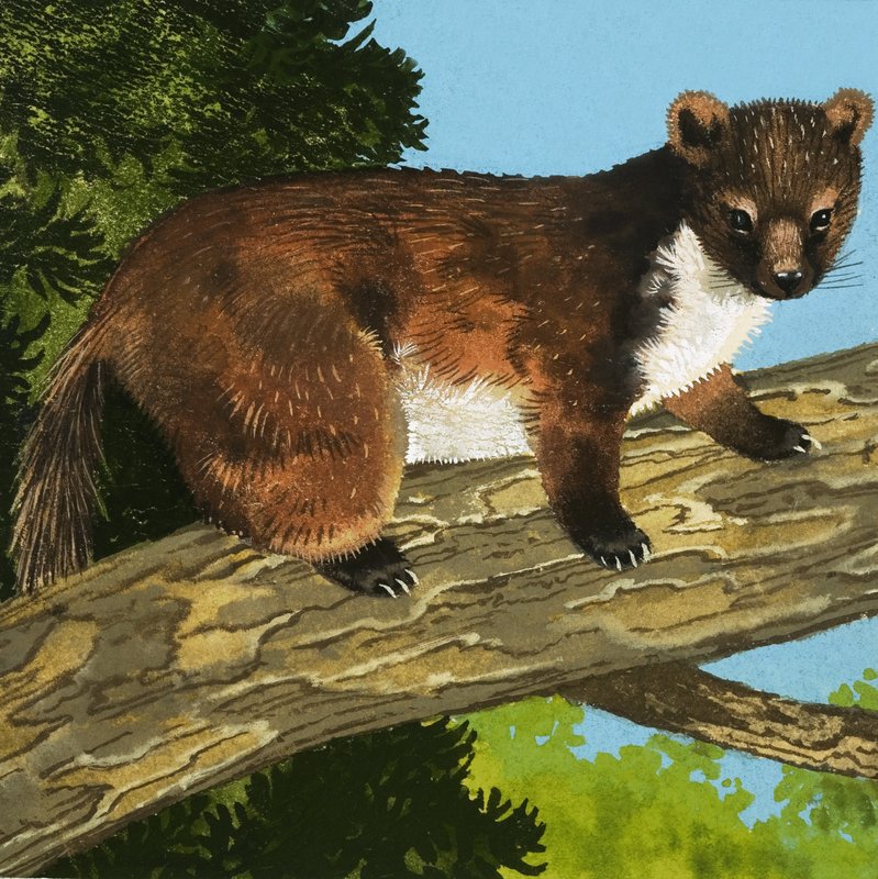 Pine Marten by English School
