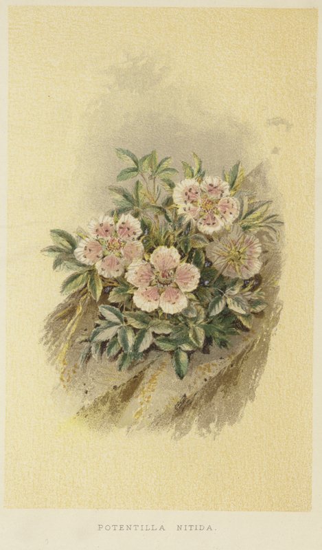 Pink cinquefoil by English School