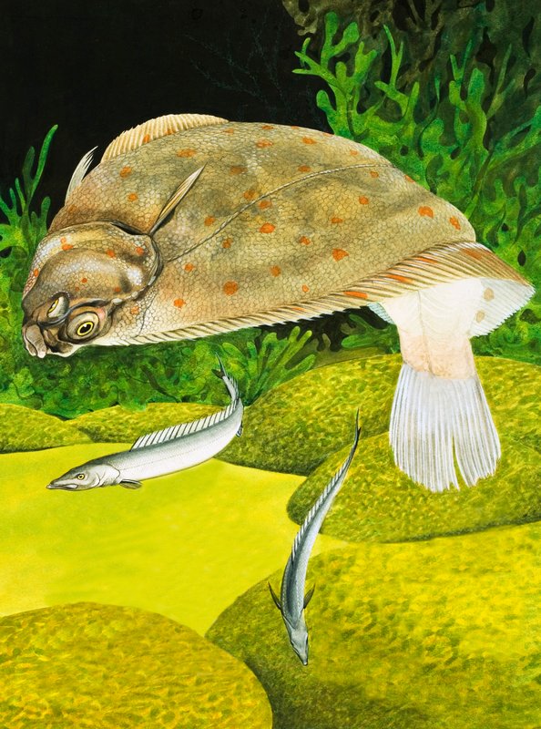 Plaice by English School