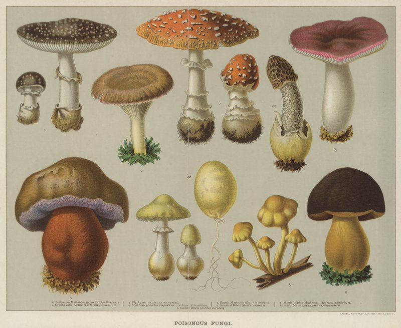 Poisonous fungi by English School