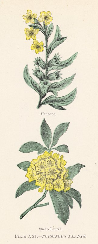 Poisonous plants by English School