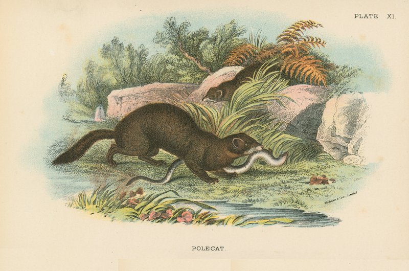 Polecat by English School