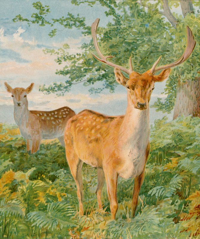Pretty Dears by English School