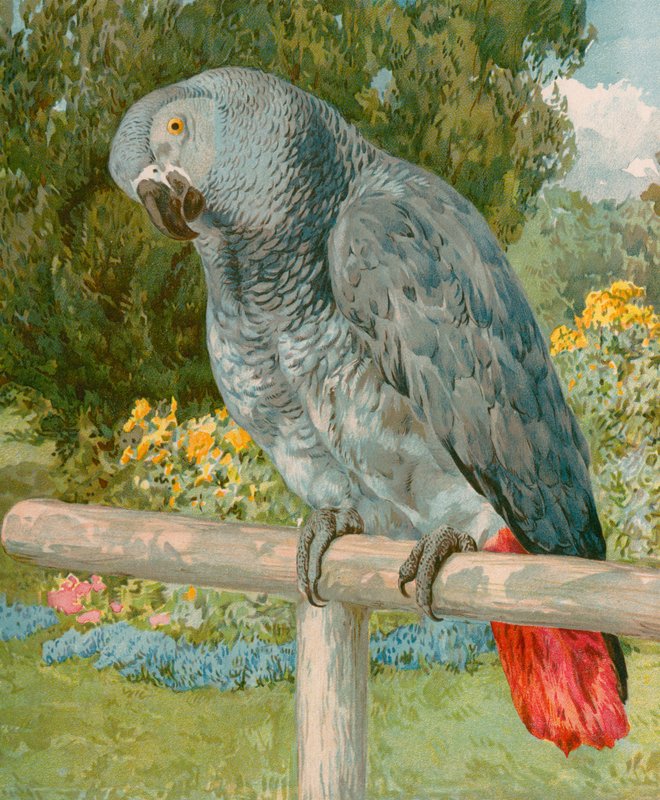 Pretty Polly by English School