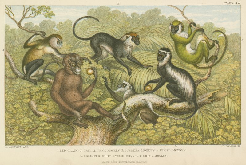 Primates by English School