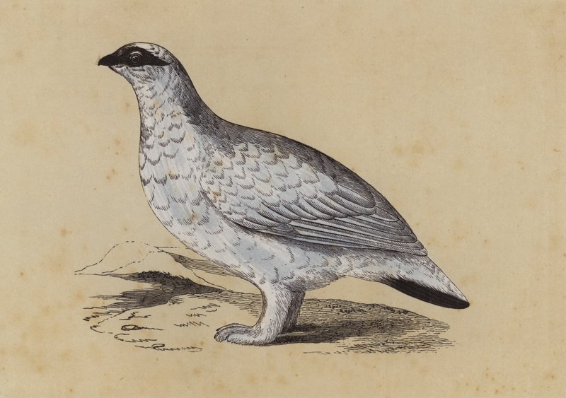 Ptarmigan by English School