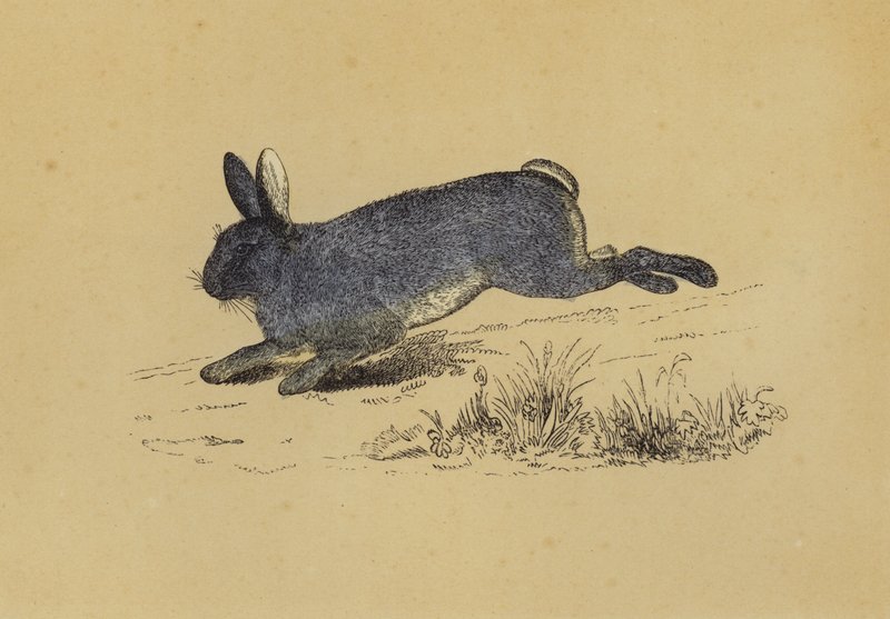 Rabbit by English School