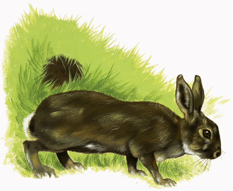 Rabbit by English School