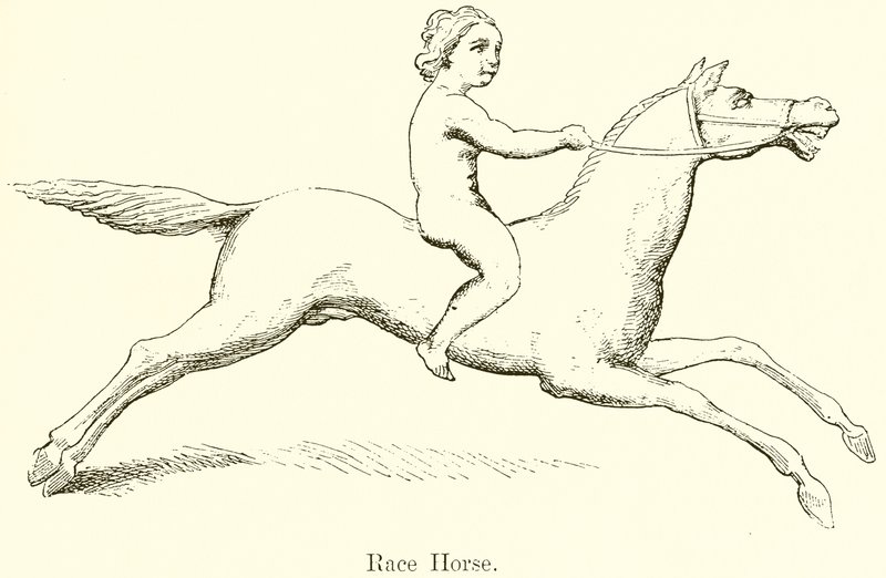 Race Horse by English School