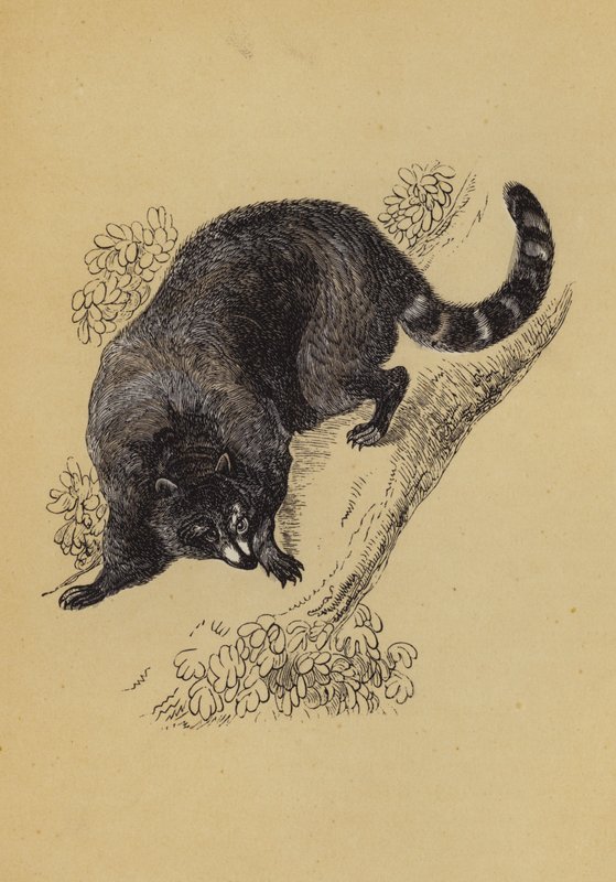 Raccoon by English School
