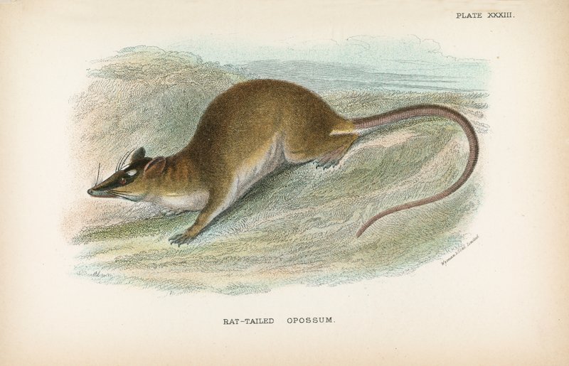 Rat-Tailed Opossum by English School