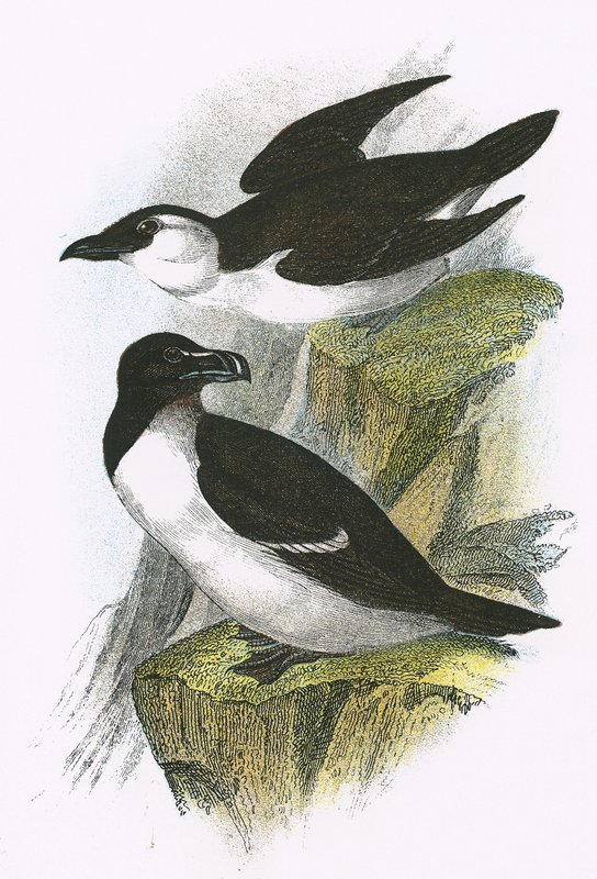 Razor Bill by English School