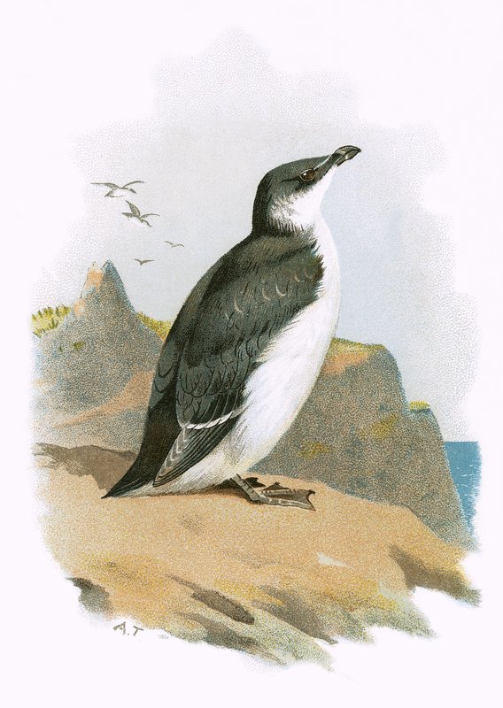 Razorbill by English School