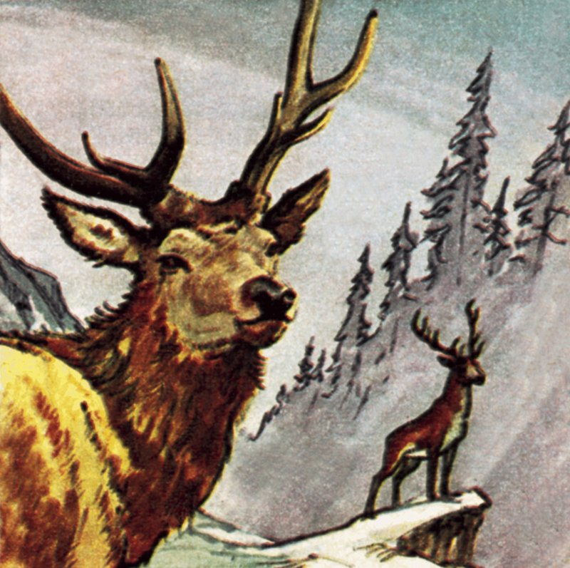 Red Deer by English School