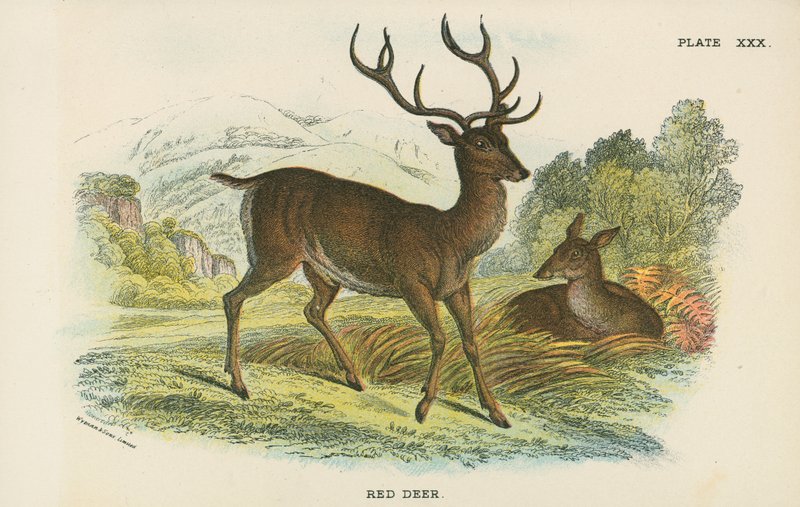 Red Deer by English School