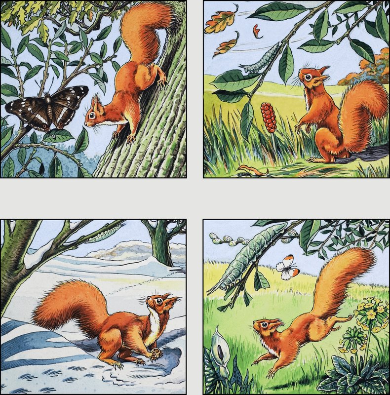 Red Squirrel by English School