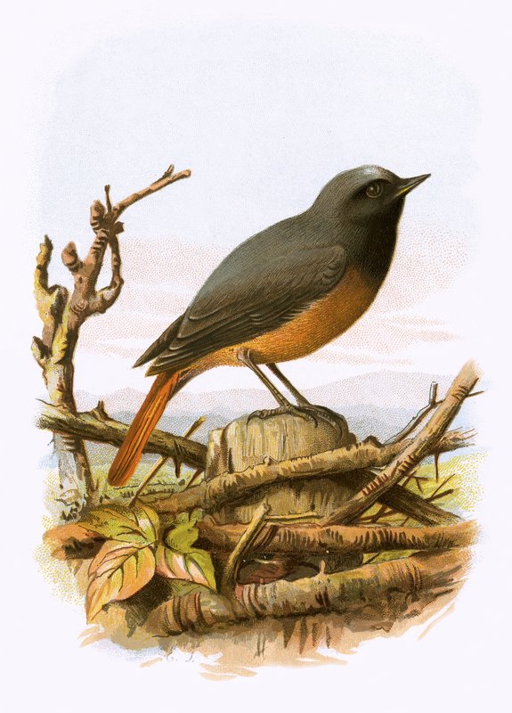 Redstart by English School