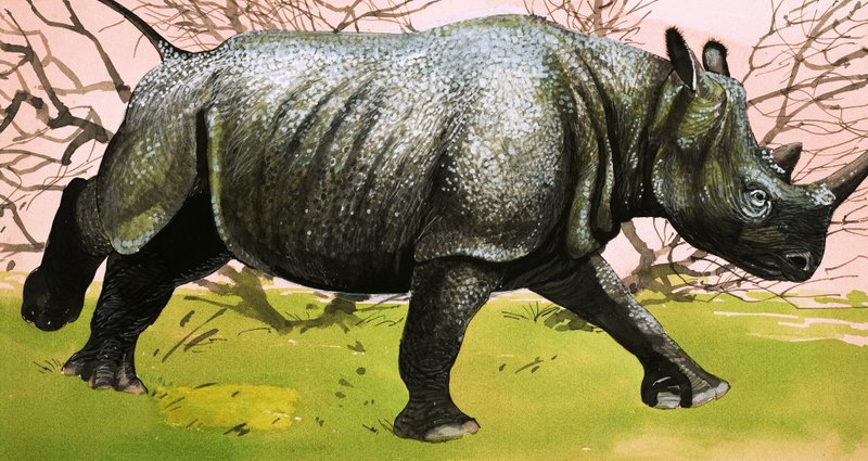 Rhinoceros by English School