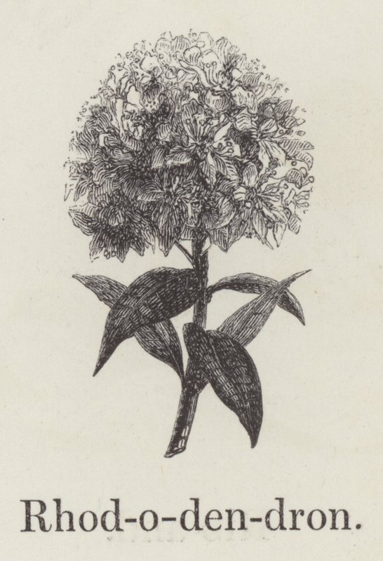Rhododendron by English School