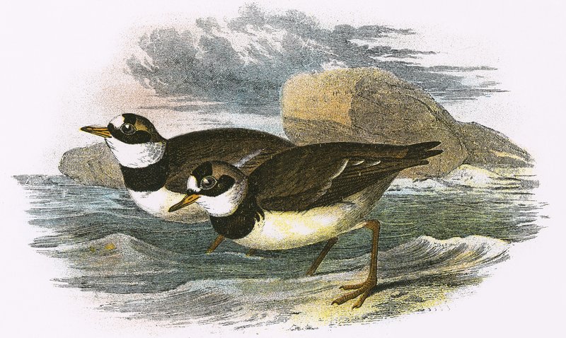 Ringed Plover by English School