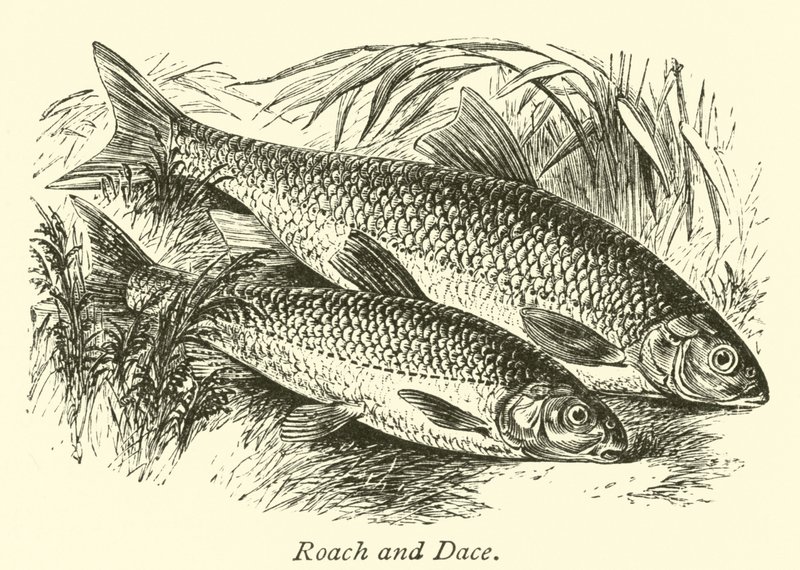 Roach and Dace by English School