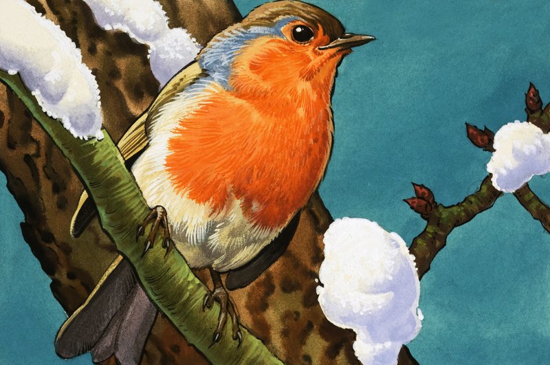 Robin by English School