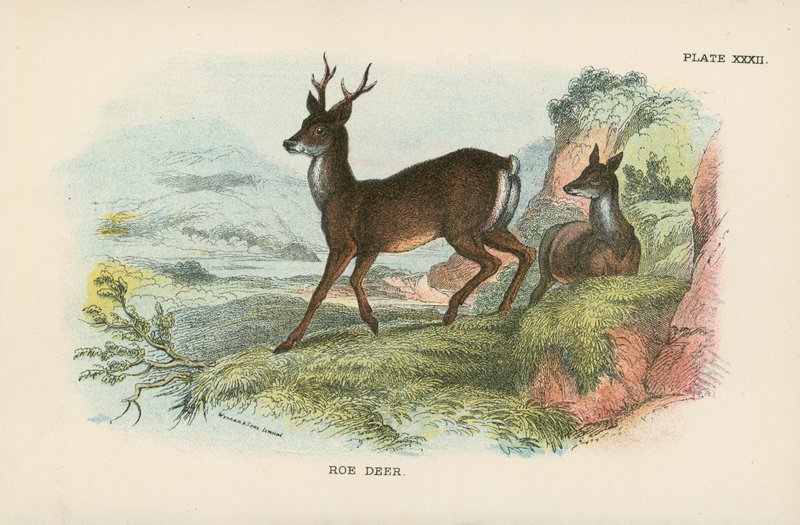 Roe Deer by English School