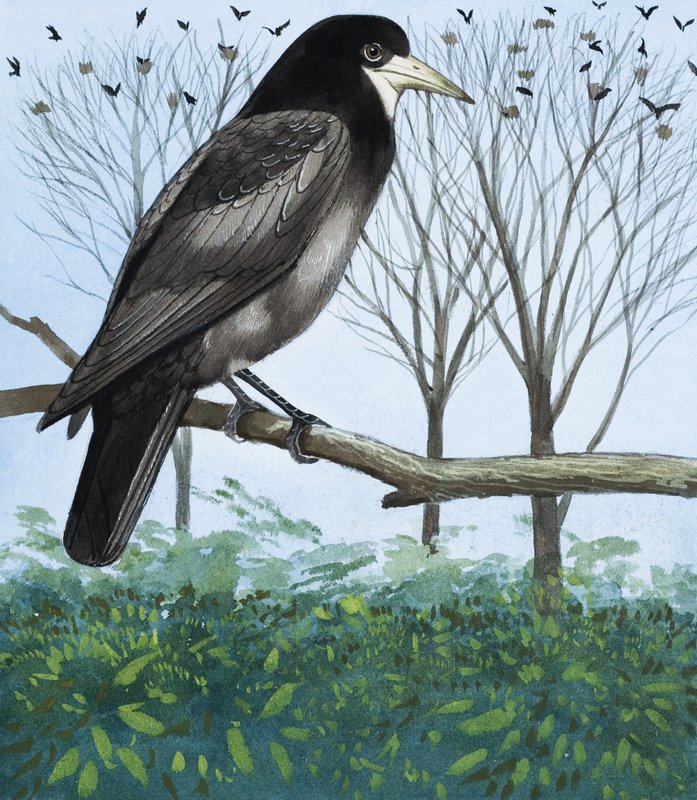 Rook by English School