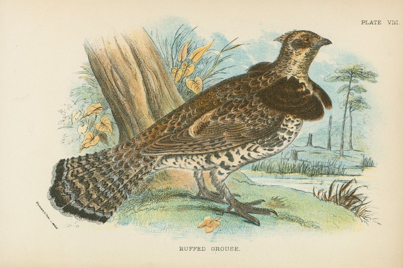 Ruffed Grouse by English School