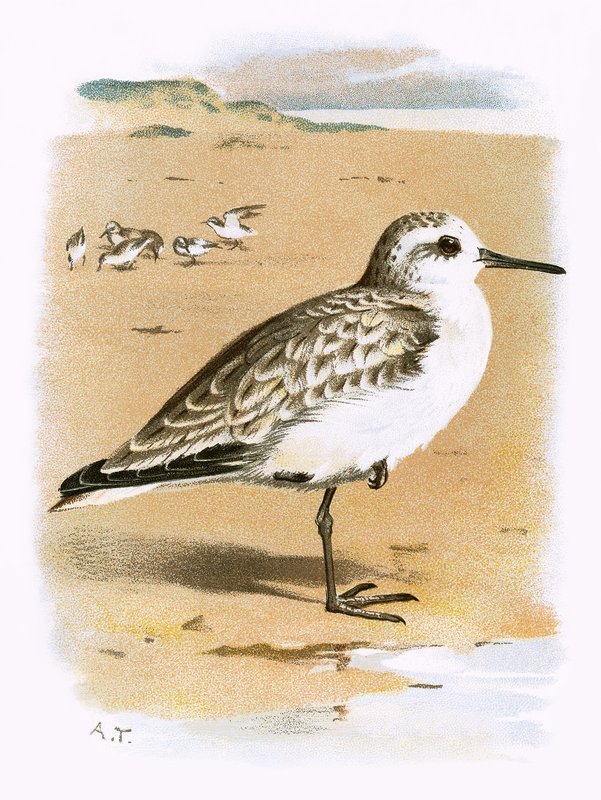 Sanderling by English School
