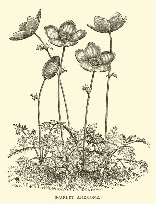 Scarlet Anemone by English School