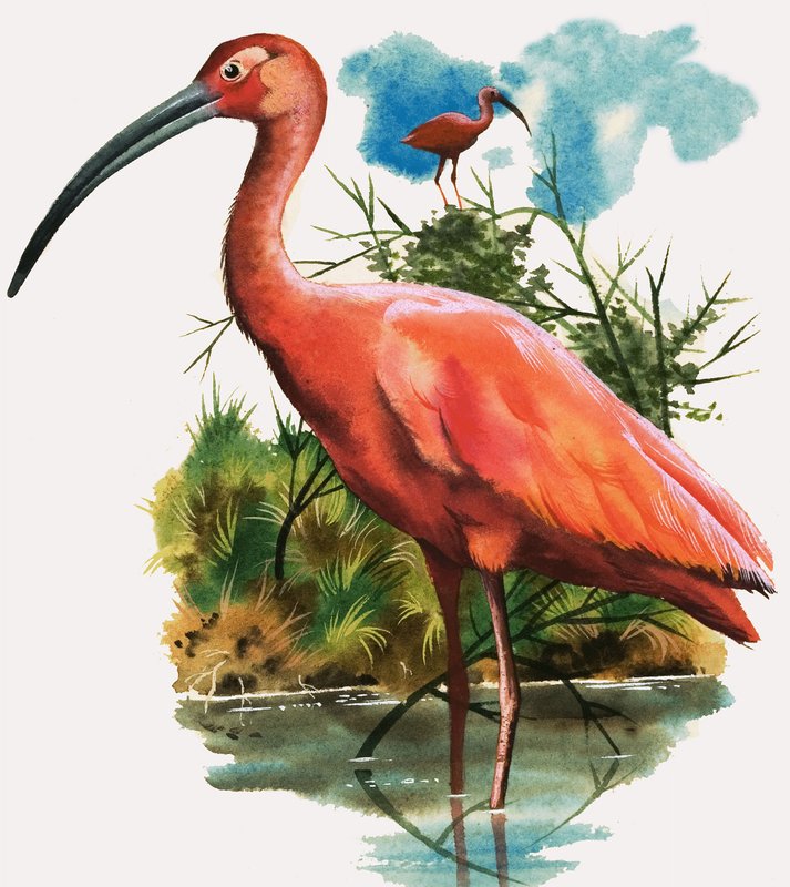 Scarlet Ibis by English School