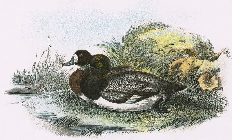 Scaup Duck by English School