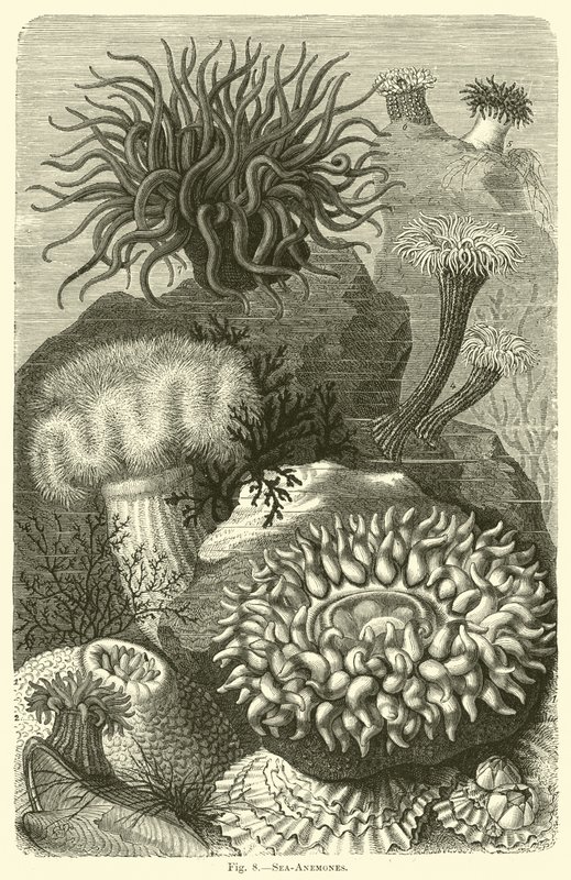 Sea-Anemones by English School