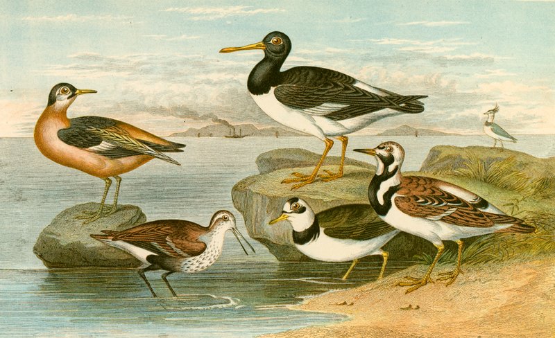 Sea Birds by English School