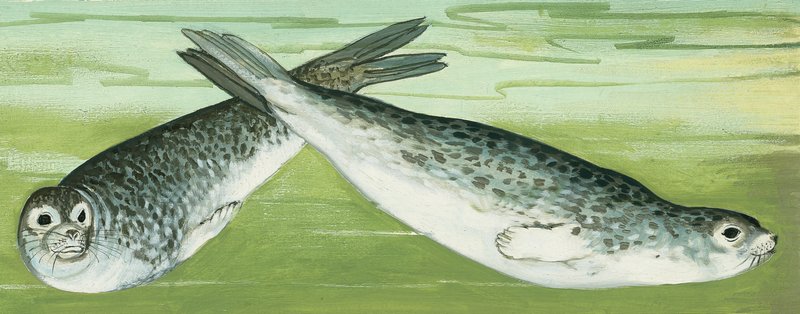 Seals by English School