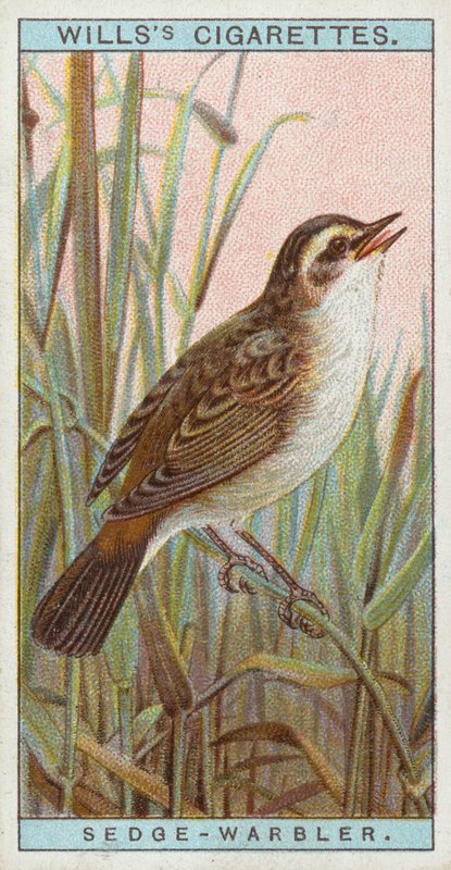 Sedge Warbler by English School