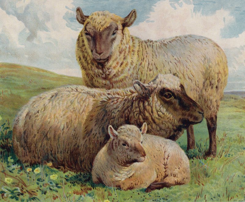 Sheep and lamb by English School