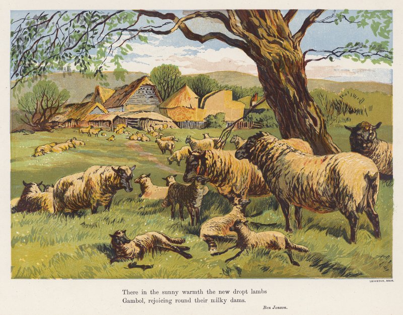 Sheep and Lambs by English School